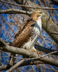 Red-winged hawk