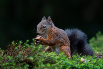  Hungry Eurasian red squirrel (Sciurus vulgaris) eating a nut in the forest of Noord Brabant in the...