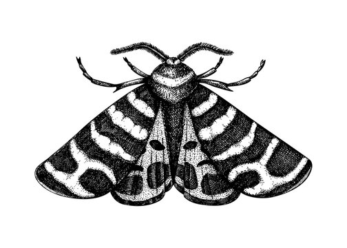 Sketched Tiger moth illustration. Hand-drawn butterfly in vintage style. Entomological vector drawing of insects isolated on white background.