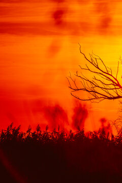 A leafless tree silhouette against a perfect sunset. Silhouette of a tree with sunset