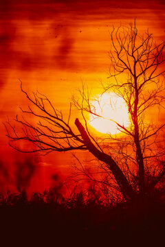 A leafless tree silhouette against a perfect sunset. Silhouette of a tree with sunset