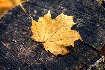 Yellow maple leaf in the forest on a tree stump, falling leaves in the autumn forest