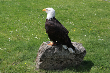 Eagle sits on a stone