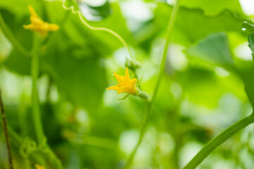 Close shot of a beautiful, healthy tomato seedling in a greenhouse. The concept of growing your vegetables in a greenhouse in your garden. The concept of food self-sufficiency. High quality photo