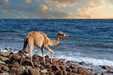 Sinai, Egypt, Camel in Ras Mohammed National Park.