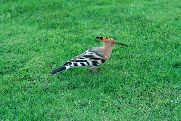 African hoopoe bird with crest on green grass, Egypt