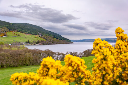 Scottish highlands landscape with blooming yellow flowers by famous loch Ness