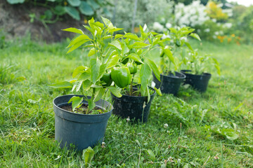 Green bell pepper fruit hangs on small plant growing in ceramic pot outdoor. Selective focus. Theme of growing vegetables at home. High quality photo