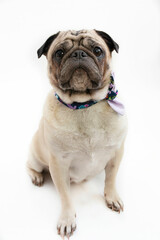 Cute pug dog wearing a neckerchief on a white background