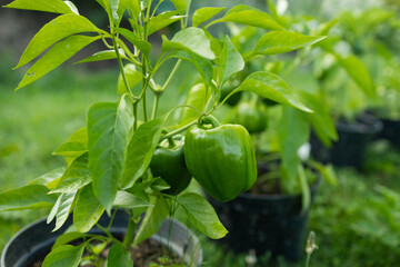 Green bell pepper fruit hangs on small plant growing in ceramic pot outdoor. Selective focus. Theme...