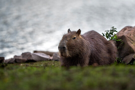 brown bear cub
