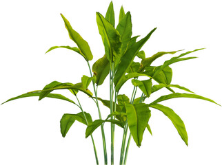 Side view of tropical plant