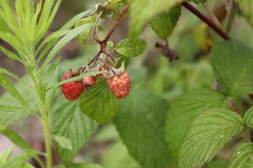 wild strawberry on a branch
