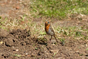 A European robin on the ground turning head to look at the camera