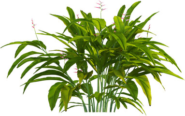 Obraz premium Side view of tropical plant