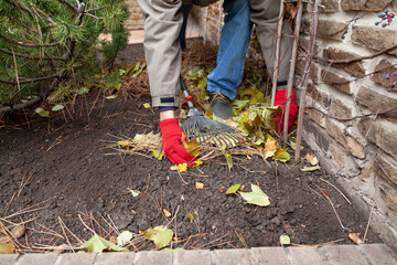 Hands in gloves collect fallen leaves in front of  fence..