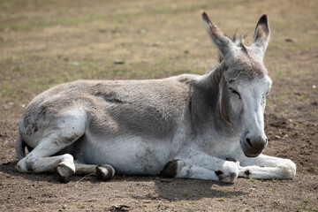 Naklejka na ściany i meble Donkey resting peacefully on the ground.