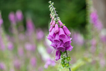 Close up photo from a foxglove, Digitalis purpurea. Purple and pink and with a blurred background.