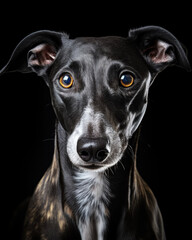 Generated photorealistic image of a greyhound with yellow eyes