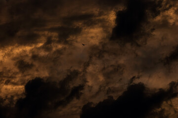 crow silhouette in burning sky