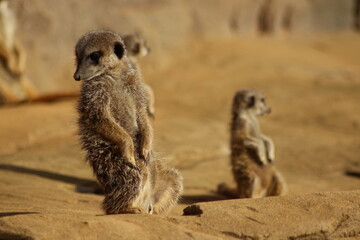 Meerkat