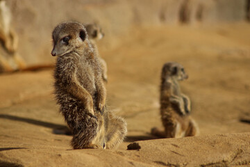 Meerkat