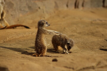 Meerkat