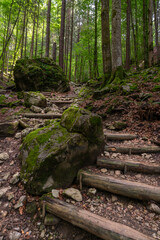 Fototapeta premium Treppe, Stufen im Wald, Fußweg zwischen Bäumen hinauf aus dem Tal. Bäume und Sträucher stehen auf überwucherten Felsen im Märchenland. Freizeitspaziergang zu wunderschönen, magisch beleuchteten Orten