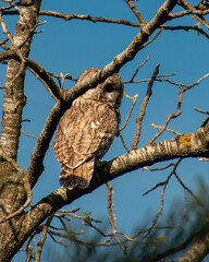 owl on a branch