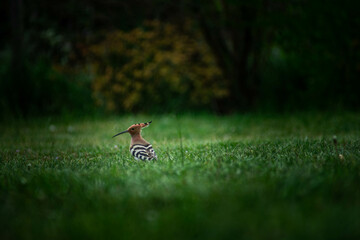 oopoe in the field