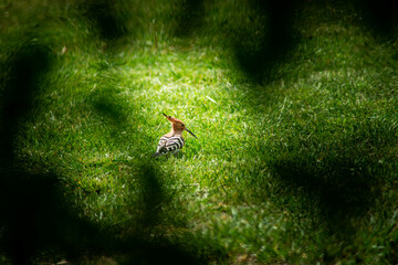 hopoe in a field