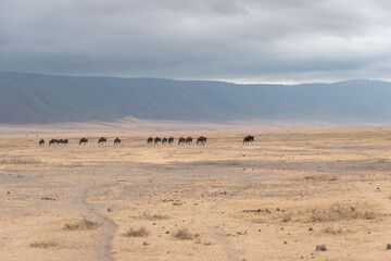 Fototapeta na wymiar Fauna en el Ngorongoro