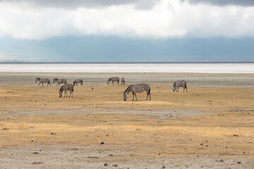 Fototapeta na wymiar Ngorongoro majestuoso