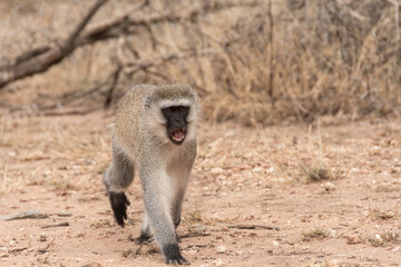 Macaco africano en Tanzania