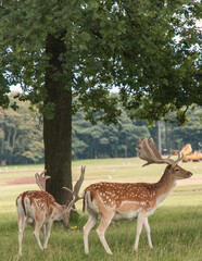 Deer on the field