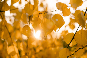 autumn leaves with sun shining through