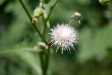 Sow Thistle common weeds in Nebraska with yellow flowers