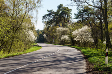 Road in the spring. Road in the woods. Flowering trees along the road.