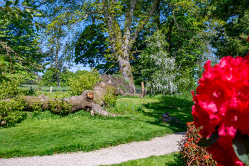 Fallen tree in a beautiful green spring garden with blooming red flowers