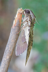 Brazilian Insect
This insects is very rare in brazilian savannah.