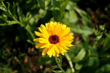 Close up of a vibrantly coloured yellow flower head of Calendula officinalis
