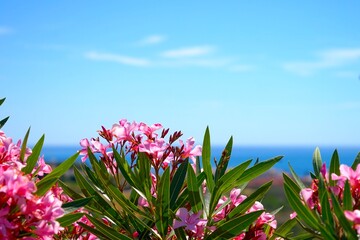 pink blooming oleander with the blue Mediterranean Sea in the background, Andalusia, Spain, Travel,...