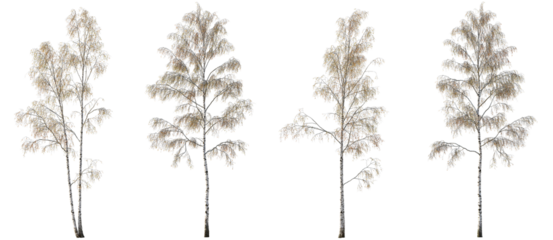 Autumn set of Birch trees betula trees isolated png in sunny daylight on a transparent background premium cutout 