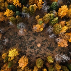 Naklejka na ściany i meble Aerial view of a wood in the autumn