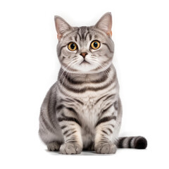 American Shorthair Cat , Isolated On Transparent, PNG, HD