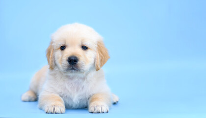 small dog puppy golden retriever labrador on a blue background. dog advertising background