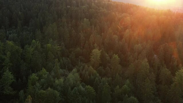 Aerial forest landscape view during amazing warm sunset or sunrise. Majestic deciduous green and spruce trees in sunlight at summertime. Park reservation. Nature scenery. Inspiration meditation
