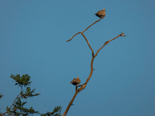 bird on a branch