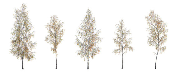 Autumn set of Birch trees betula trees isolated png in sunny daylight on a transparent background...