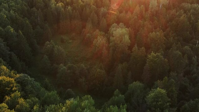 Aerial view of majestic summer forest in warm sunset light in natural park. Drone fly over beautiful green treetops, colorful texture in nature. Flight over amazing woods, natural background in motion